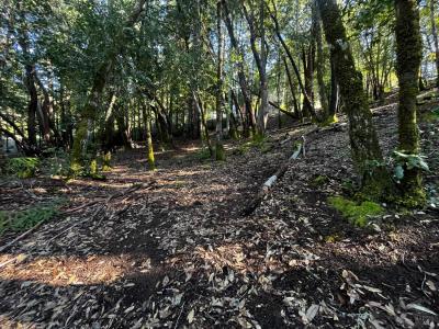 24278 Tulip Drive, Willits, California 95490, USA