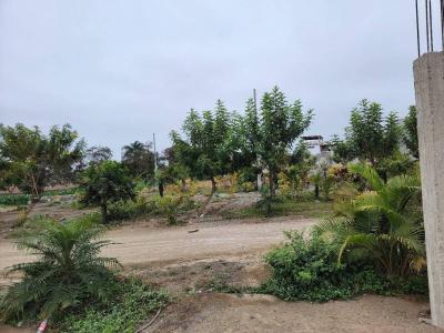 Las Praderas 93 , Cañete, Lima 00001, Peru