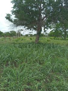 Puerto quijarro Lote 7, Este, Santa Cruz 00001, Bolivia