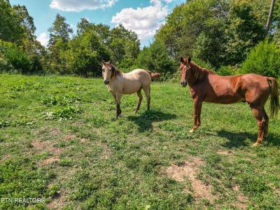 2733 Shipe Rd, Mascot, Tennessee 37806, USA