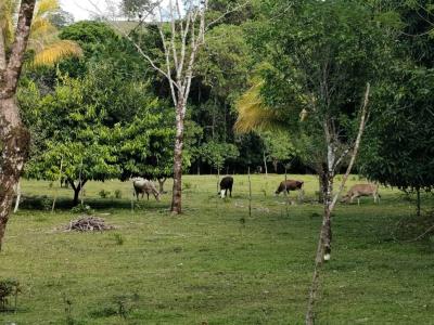 Cote Guatuso, Alajuela 00001, Costa Rica