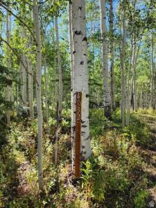 4032 S BUCK WAY 1950, Heber City, Utah 84032, Stati Uniti