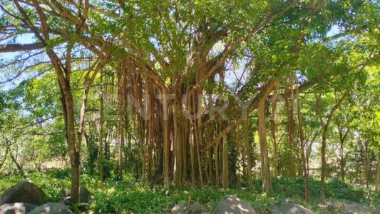 Tepic, Nayarit 63505, Mexique