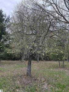 0 Shanty Creek Road, Bellaire, Michigan 49615, USA