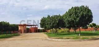 Fundo El Almendral Lote 1 Sector E, Salas Guadalupe Panamericana Sur (Km 263) , Ica, Ica 00001, 秘鲁