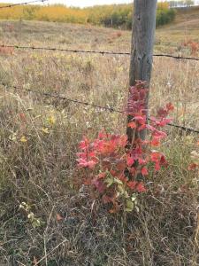 96 STREET W, Rural Foothills County, Alberta T1S 3K4, Kanada