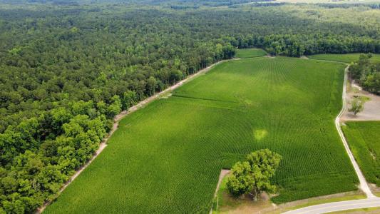 TBD (Tract Long Branch Swamp Rd., Green Sea, Carolina Do Sul 29545, Estados Unidos