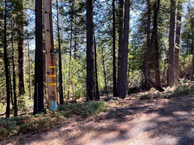 26584 Spring Road, Pioneer, California 95666, USA