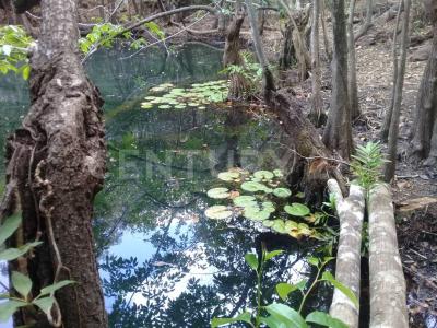 Ruta de los Cenotes Parcela 83,, Puerto Morelos, Quintana Roo 77580, Messico