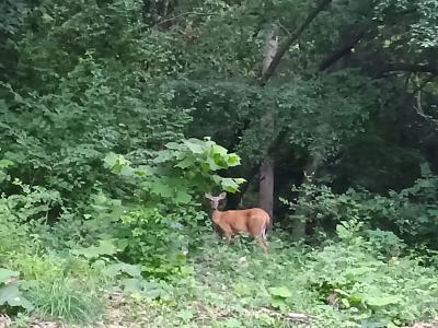 252 Sylvan LN, Creve Coeur, Illinois 61610, USA