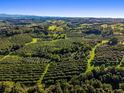 256 Kirklands Lane, Fernleigh, NSW 2479, Australie
