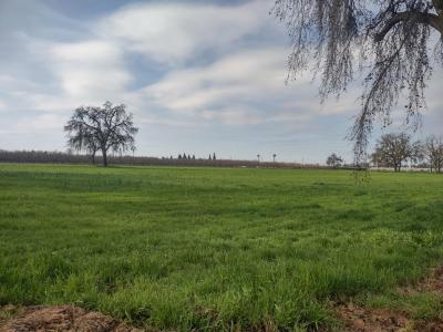 Lovers Lane, Visalia, California 93292