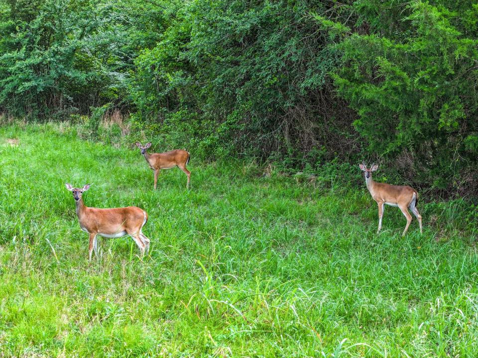 TBD Lot 40 Nicklaus Dr, Sulphur Springs, Texas 75482, États-Unis