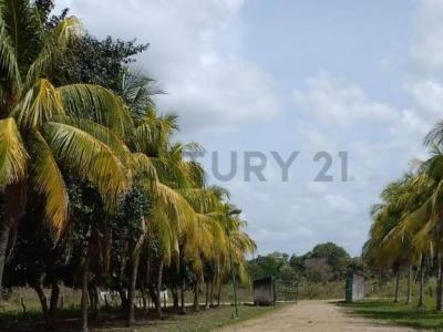 San Carlos, Cojedes 2201, Venezuela