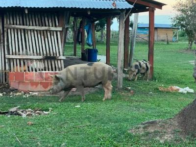 Yacuma, Beni 00001, Bolivie