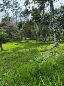 Santa Teresita Turrialba, Cartago 30505, Costa Rica