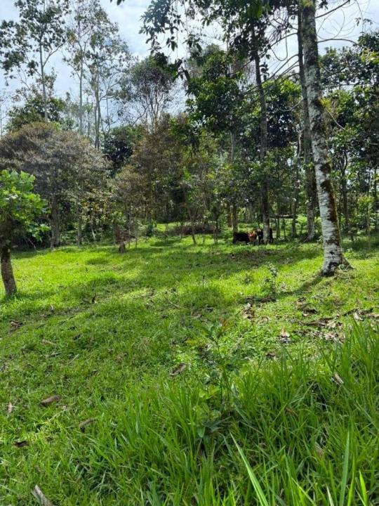 Santa Teresita Turrialba, Cartago 30505, Costa Rica