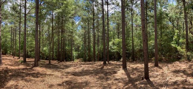 1360 County Road 403, San Augustine, Texas 75972, Stati Uniti