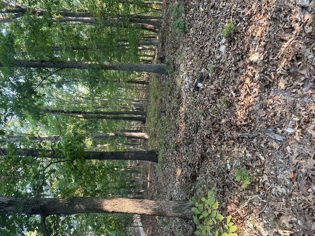 TBD-1 Windsong Lane, Eureka Springs, Arkansas 72631, USA