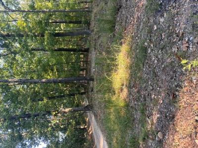 TBD-2 Windsong Ln., Eureka Springs, Arkansas 72631, USA