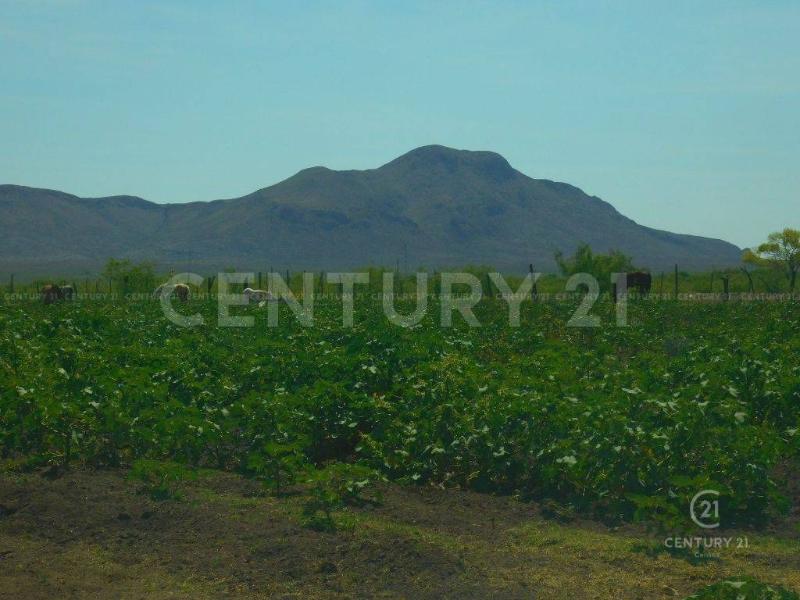 Land For Sale, Chihuahua 31622